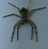 Philodromus buxi